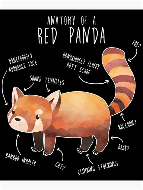 "Red Panda Anatomy" Poster for Sale by Psitta | Redbubble