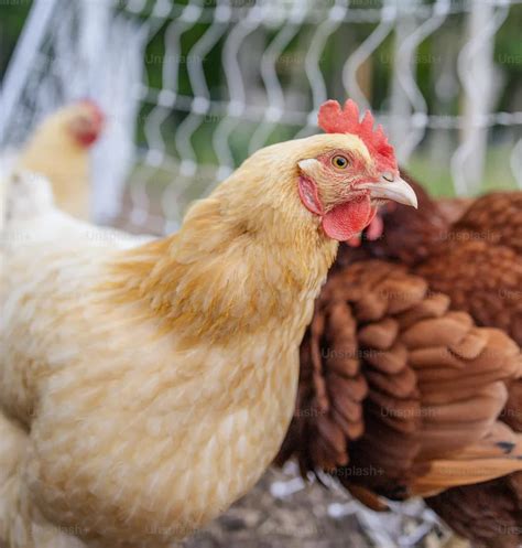 Topilec Potwierdzono Ognisko Rzekomego Pomoru Drobiu Podlaskie24