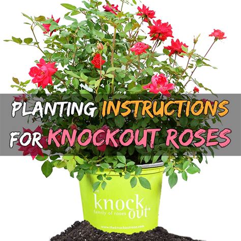 How to Plant Knockout Roses | Grow Your Own Garden