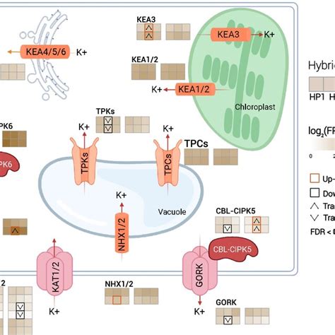 The expression and expression pattern of potassium channel and ...