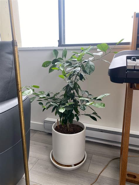 Pruning Tips For Kumquat Plant Rgardening