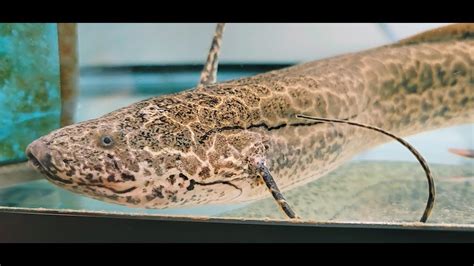 Marbled Lungfish Available YouTube