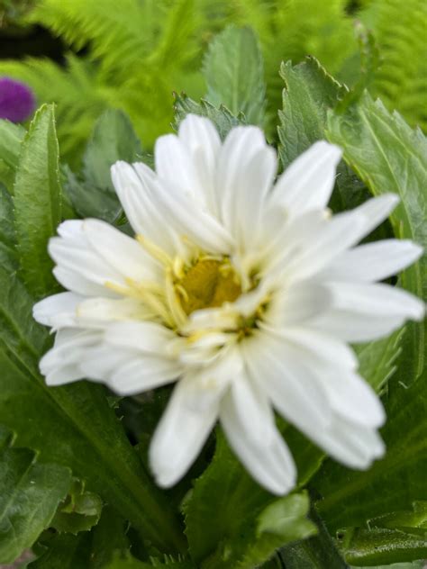 Shasta Daisy Leucanthemum Victorian Secret