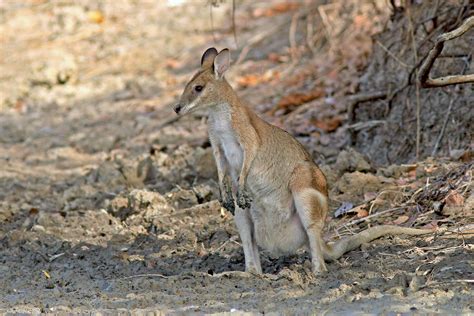 Eastern Australia Birding Tours Lord Howe Birdquest