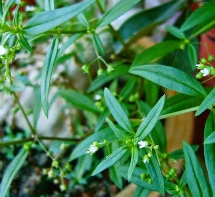 RUMPUT LIDAH ULAR ATAU RUMPUT MUTIARA DAN KHASIATNYA