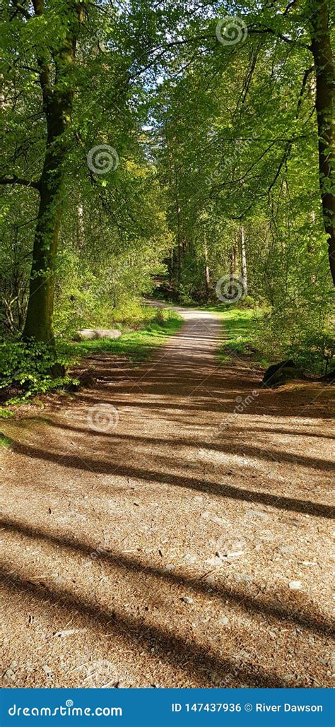 Forest Trail in Dalbeattie Forest Kirkcudbrightshire Scotland Stock ...