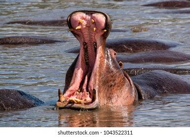 Yawning Hippo His Mouth Wide Open Stock Photo 1043522311 | Shutterstock