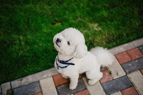 Are Bichon Frise Smart? Explore the Intelligence!