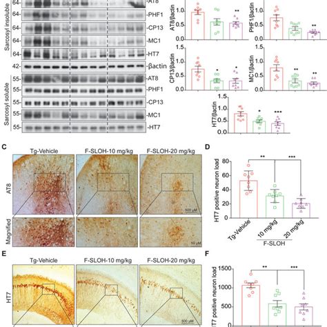 F Sloh Mitigates Tau Pathology In Xtg Ad Mouse Model A Chronic