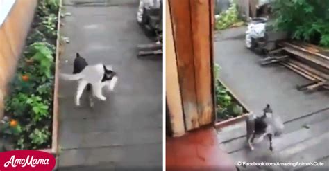 Perro Quiere Evitar Una Una Pelea Callejera Y Carga Al Gato Hasta La