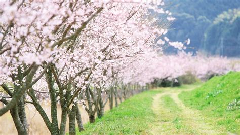 Flowering Trees Branches Garden Spring Wallpaper Coolwallpapers Me