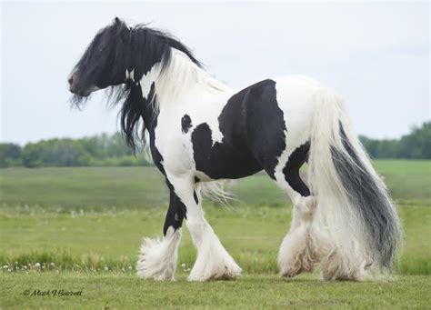 9 Beautiful Rare And Unusual Horse Breeds