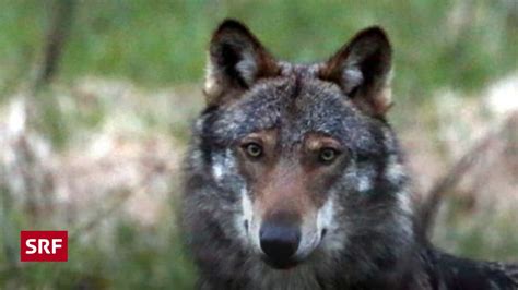 Wolfsabschuss in Graubünden Echo der Zeit SRF