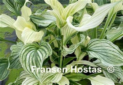 Hosta White Leaves Fh Collection 2024 Fransen Hostas