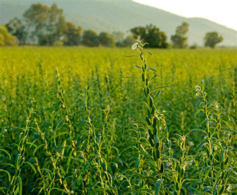 Sesame Farm Stock Photos Pictures And Royalty Free Images Istock