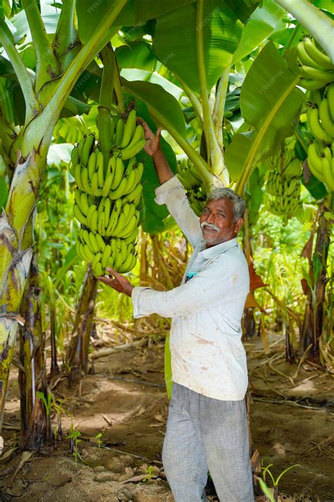 Premium Photo Young Indian Farmer At Banana Agriculture Field