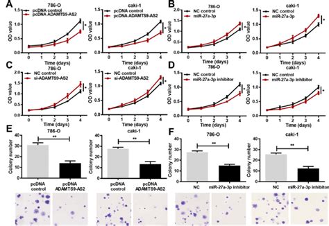 Adamts9 As2 Overexpression And Mir 27a 3p Knockdown Inhibit Ccrcc Cell