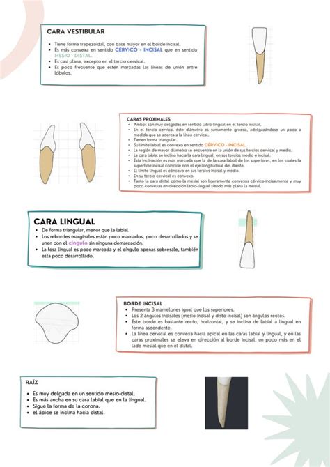 DIENTES ANTERIORES - MORFOLOGIA | PDF