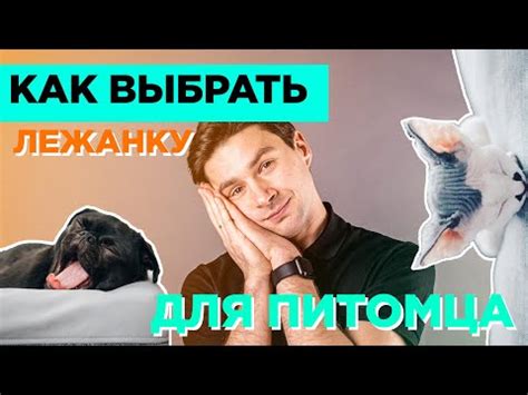 Лежанки для собак: как выбрать, где поставить и как приучить (7 видео ...