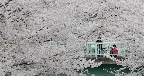 Spring Flowers: 22 Gorgeous Pictures Around The World