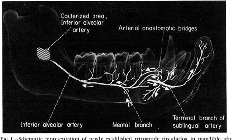 Structure Of Sublingual Branch Of Lingual Artery Semantic Scholar