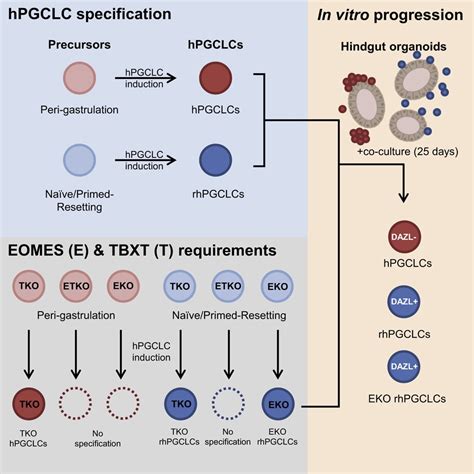 Human Primordial Germ Cell Like Cell Development In Hindgut Organoids