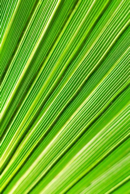 Premium Photo Palm Leaf Texture