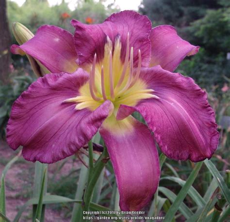 Daylily Hemerocallis Lavender Feathers In The Daylilies Database