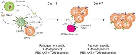 Natural killer cell proliferation during murine cytomegalovirus ... 