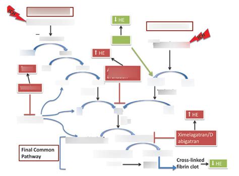 Diagram Of Clotting Cascade Diagram Quizlet