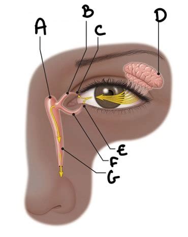 Lacrimal Duct Anatomy Diagram | Quizlet