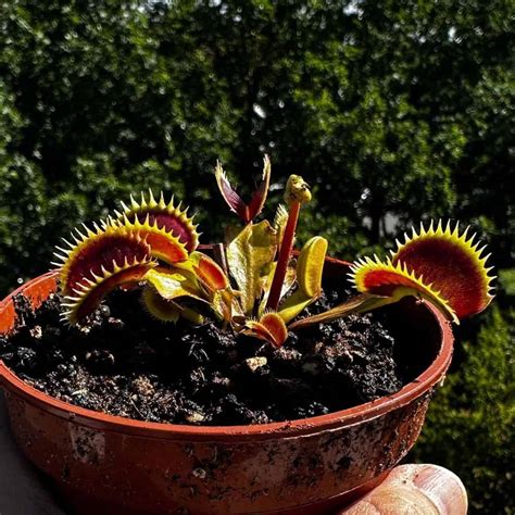 Planta carnívora dioneia Dionaea muscipula características 3