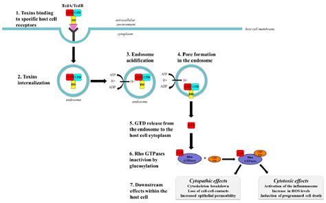 Toxins Free Full Text Clostridium Difficile Toxins A And B