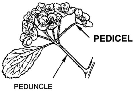 Diferencia entre pedicelo y pedúnculo Prodiffs