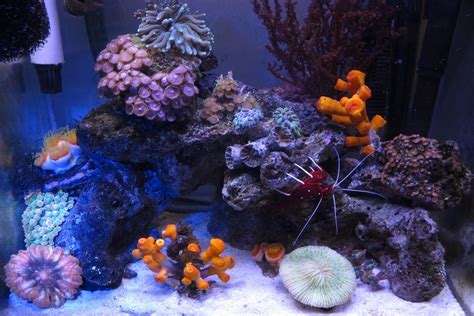 L Nano Reef Tank Shots Nano Reef Community