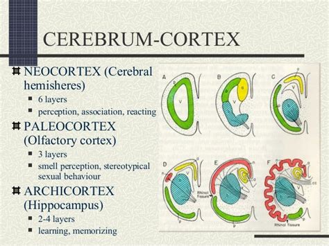 Lecture9 Cns