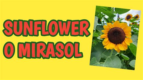 Sunflower O Mirasol Infoman Ph Youtube