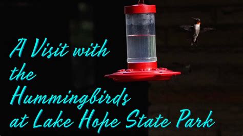 Hummingbirds At Lake Hope State Park Youtube