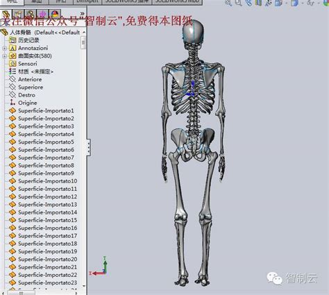 【生活艺术】非常完整的人体骨骼3d模型图纸 Solidworks设计 Solidworks 仿真秀干货文章