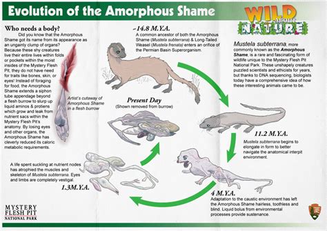 Mystery Flesh Pit National Park — The curiously-named “Amorphous Shame ...