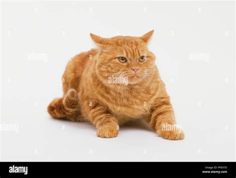 Ginger Tabby Cat Lying Down With Paws Out Front Ears Flipped Back