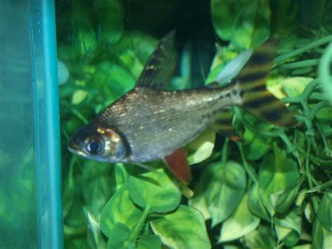 My Pink Tailed Chalceus And Flagtail