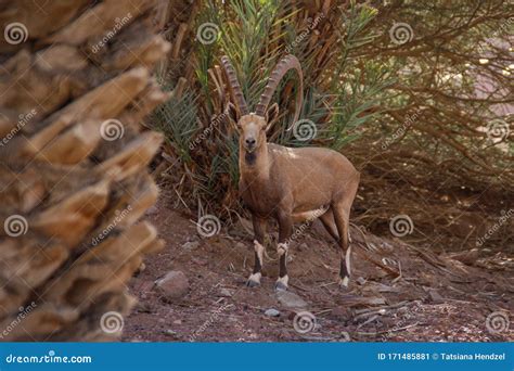 A Beautiful Graceful Animal The Nubian Mountain Goat With Huge Curled