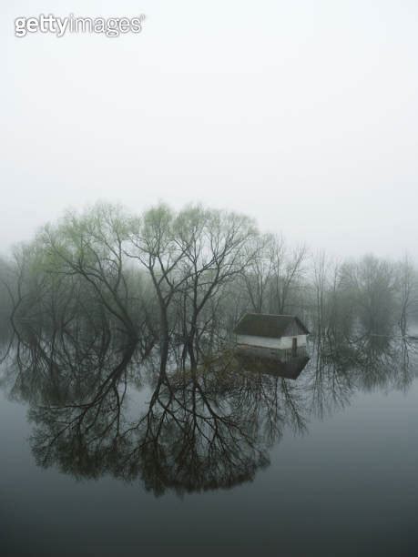 A Foggy Gloomy Morning During The Spring Flood Flooded Trees And