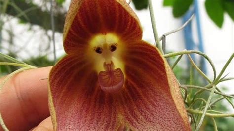 How To Grow Monkey Face Orchids From Seeds Storables