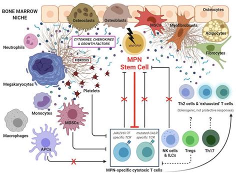 Ijms Free Full Text Inflammatory Microenvironment And Specific T