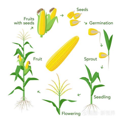 玉米植物生长信息图元素从种子到果实 成熟玉米耳朵。幼苗 发芽 种植 开花。向量百科全书例证。平面设计中的玉米生命周期插画 正版商用图片