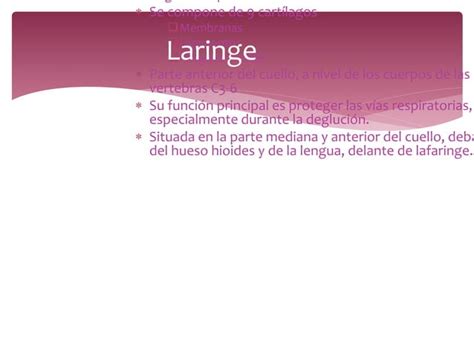 Anatomia De La Laringe Y Tráquea Ppt