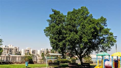 Park Tree Landscape - Free photo on Pixabay - Pixabay
