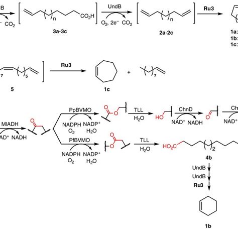 Chemo Enzymatic Cascades To Produce Cycloalkenes From Dicarboxylic